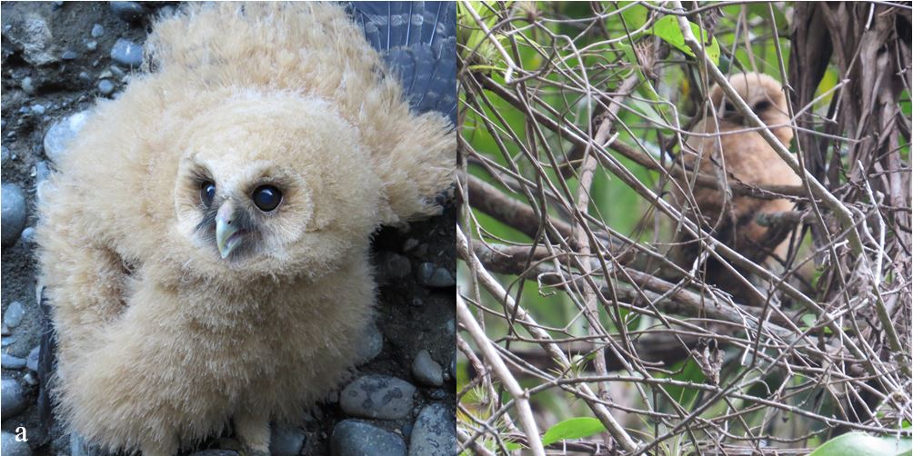 a. Volantón de Ciccaba virgata virgata fuera del nido (3 de octubre 2016); b. Volantón fuera del nido (4 de octubre 2016)