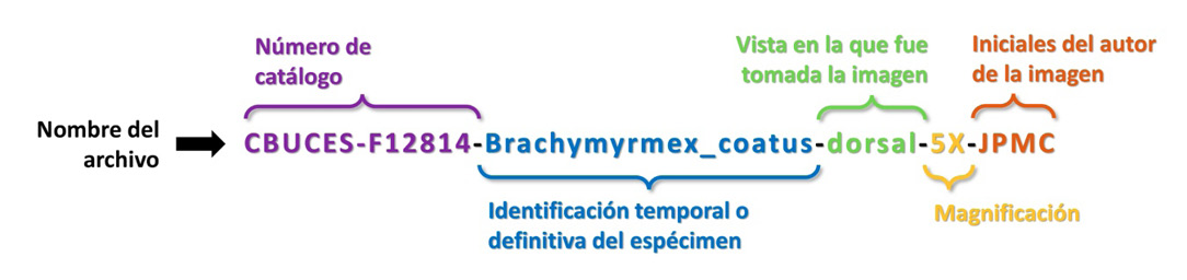 figura 7