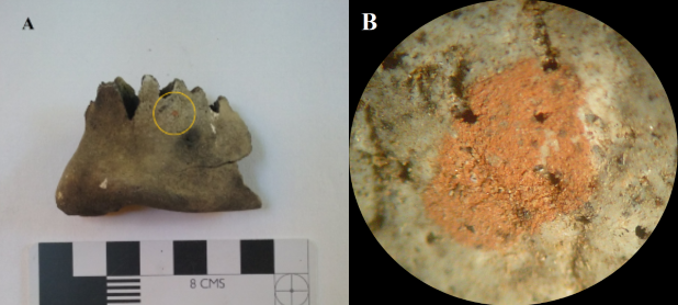 Presencia de marcas de ocre rojizo. A. Fragmento de mandíbula carbonizada con presencia de marca de ocre puntiforme (círculo). B. Marca de ocre puntiforme observada a 40X.