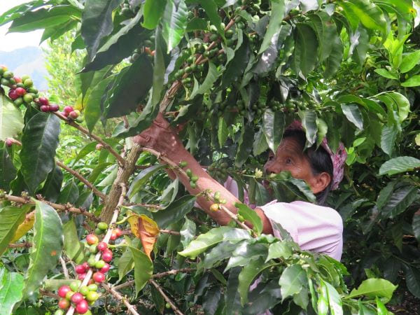 Cosecha de café de María Cuetochambo