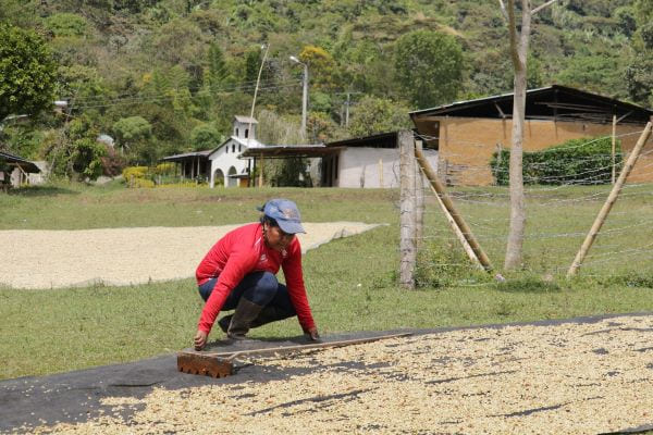 Beneficio seco de café por Flor Poche