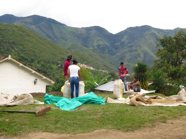 Empacado de café seco de la familia Achicué