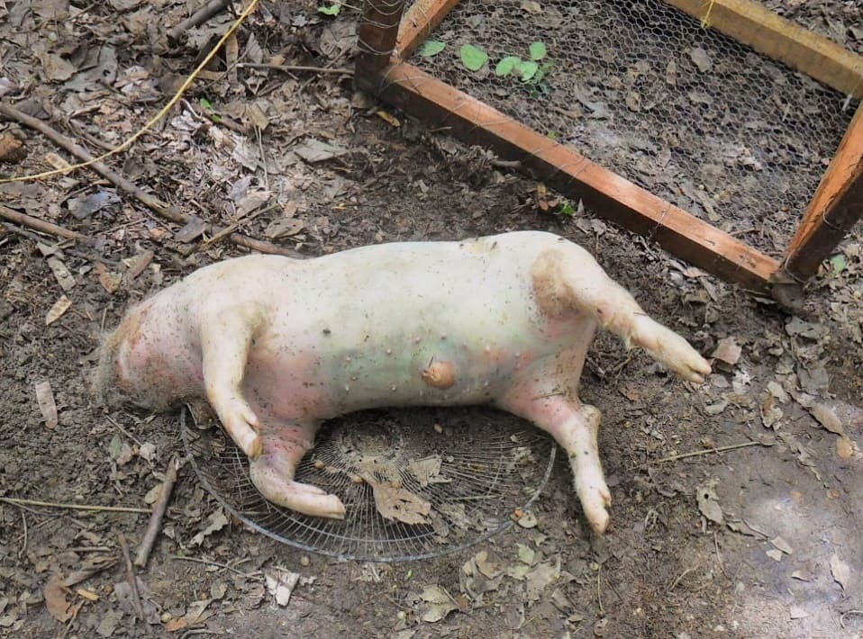 Etapa hinchada. Inicio de la descomposición en la cabeza, consecuencia del consumo larval. Se observa rigidez en las patas traseras.