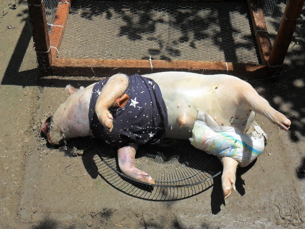 Etapa hinchada. Exposición de fluidos por la boca y rigidez cadavérica en patas delanteras y traseras.