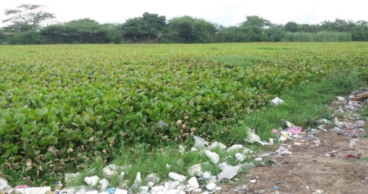 Perfil de la ciénaga y sus especies acuáticas invasoras Barrio Siete de Agosto en Santo Tomás agosto de 2018