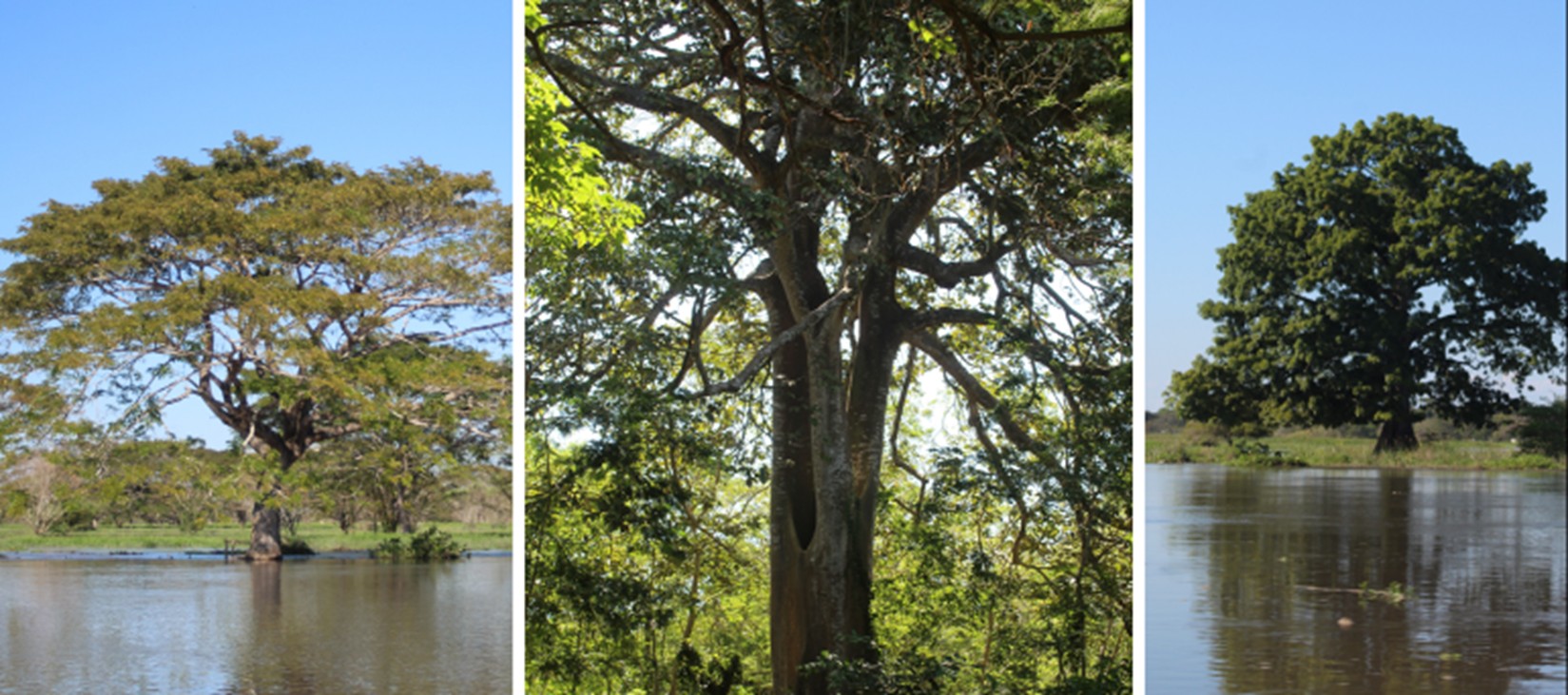 Fotografías del proceso de identificación de especies arbóreas para distintos usos: [campano (Samanea saman); camajón (Sterculia apetala) y ceiba roja (Ceiba pentandra  (L.) Gaertn)]. (Identificación por Willinton Barranco y Michelle V. Soto del Grupo de investigación en Restauración ecosistémica y Ecología Urbana, Universidad del Magdalena).