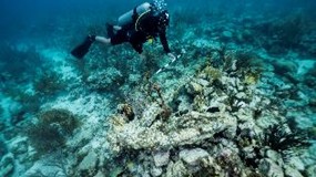 Registro de sitios en la Expedición Seaflower en Providencia y Santa Catalina