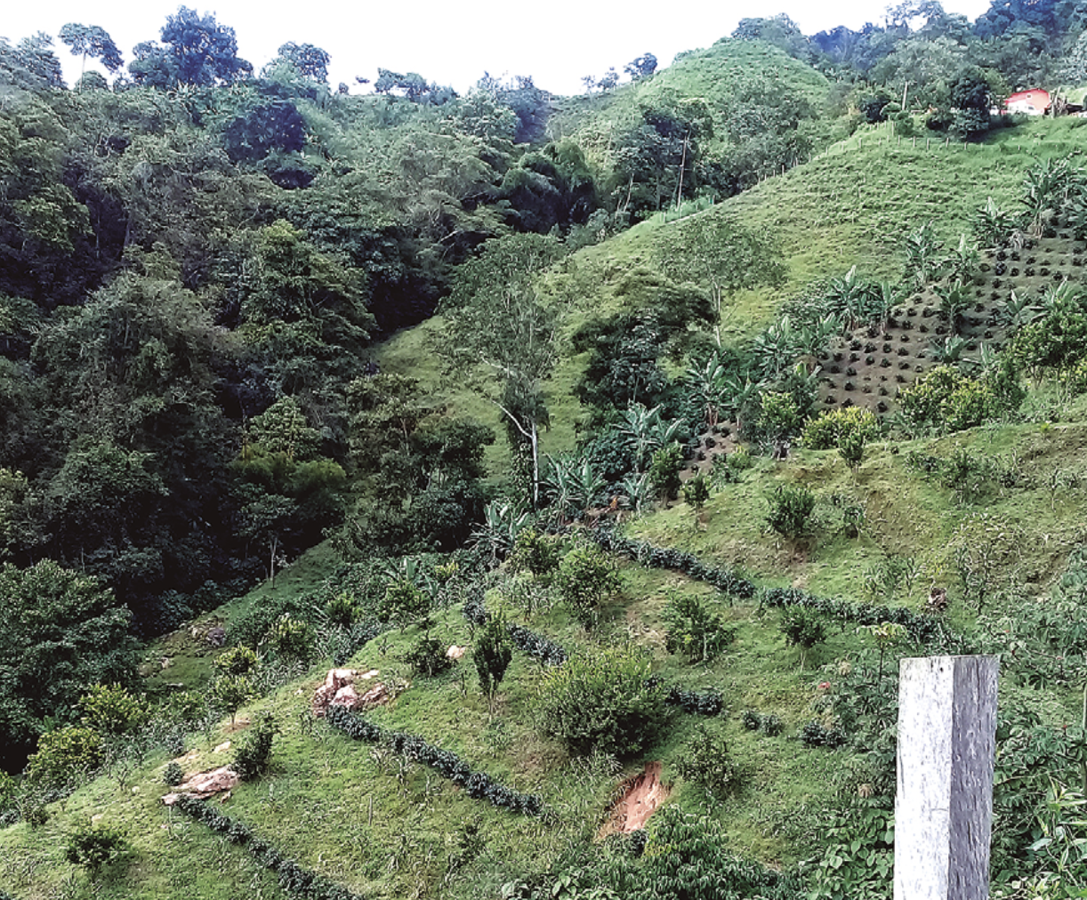 Cultivo de café en la Sierra Nevada de Santa Marta, Colombia