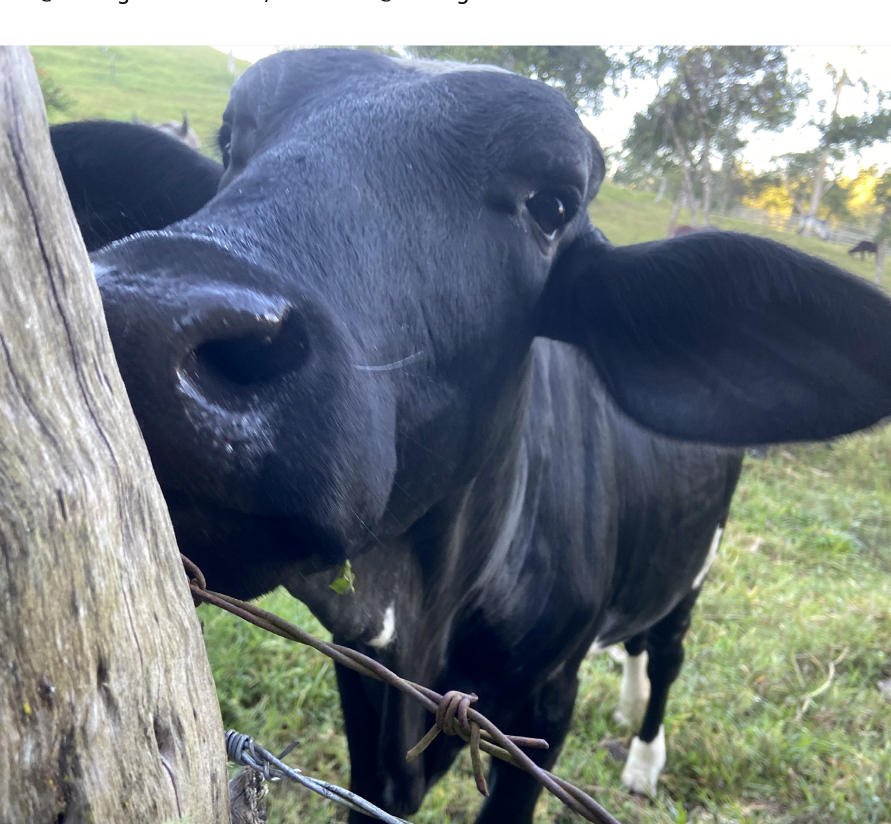 Vacas, mundos y violencias: pensando el papel de la vaca en la historia de los territorios colombianos